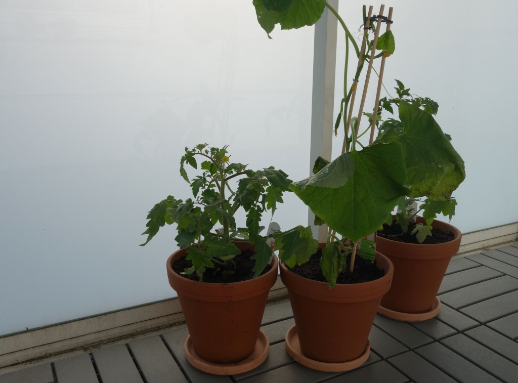 balcony garden