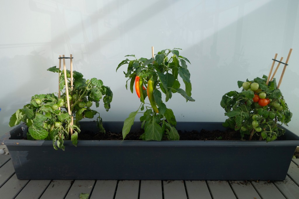 balcony garden